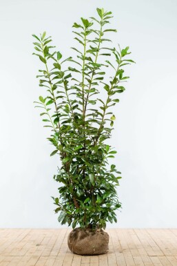 Kirschlorbeer Prunus laurocerasus Novita Hecke 175-200 Ballen Kirschlorbeer / Prunus Laurocerasus Novita 175-200 cm