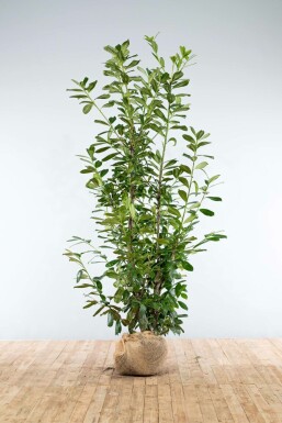 Kirschlorbeer / Prunus Laurocerasus Novita