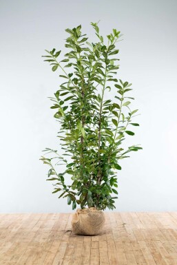 Kirschlorbeer Prunus laurocerasus Novita Hecke 200-225 Ballen Kirschlorbeer / Prunus Laurocerasus Novita 200-225 cm