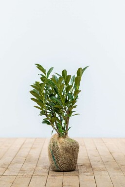 Kirschlorbeer Prunus laurocerasus Otto Luyken Hecke 20-30 Ballen Kirschlorbeer / Prunus Laurocerasus Otto Luyken 20-30 cm