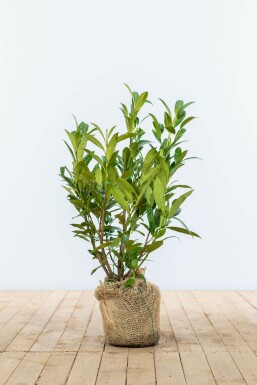 Kirschlorbeer Prunus laurocerasus Otto Luyken Hecke 40-50 Ballen Kirschlorbeer / Prunus Laurocerasus Otto Luyken 40-50 cm
