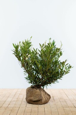 Kirschlorbeer / Prunus Laurocerasus Otto Luyken