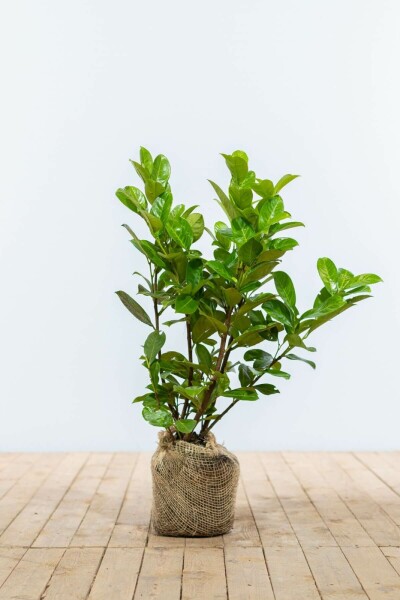 Kirschlorbeer / Prunus Laurocerasus Rotundifolia