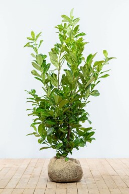 Kirschlorbeer / Prunus Laurocerasus Rotundifolia
