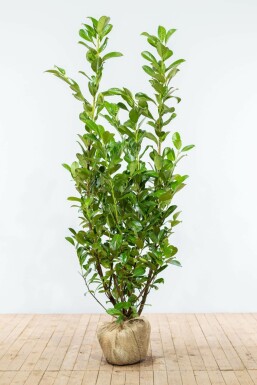 Kirschlorbeer Prunus laurocerasus Rotundifolia Hecke 150-175 Ballen Kirschlorbeer / Prunus Laurocerasus Rotundifolia 150-175 cm