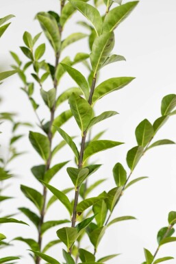OvalblÀttrige Liguster Ligustrum Ovalifolium Hecke 40-60 Topf Ligustrum Ovalifolium OvalblÀttriger Liguster 40-60 cm