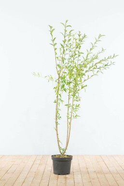 Gewöhnlicher Liguster Ligustrum Vulgare Hecke 125-150 Ballen Ligustrum Vulgare Gewöhnlicher Liguster 125-150 cm