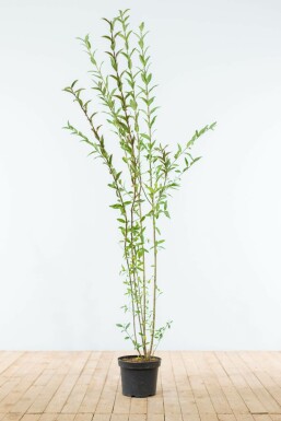 Gewöhnlicher Liguster Ligustrum Vulgare Hecke 150-175 Ballen Ligustrum Vulgare Gewöhnlicher Liguster 150-175 cm