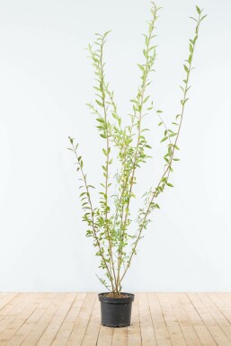 Gewöhnlicher Liguster Ligustrum Vulgare Hecke 175-200 Ballen Ligustrum Vulgare Gewöhnlicher Liguster 175-200 cm