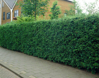 Leyland Zypresse Cupressocyparis leylandii Hecke 150-175 Ballen Leyland Zypresse Cupressocyparis Leylandii 150-175 cm