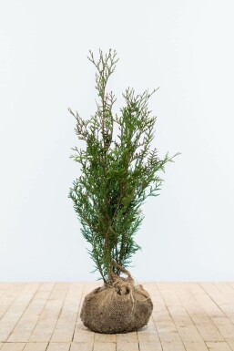 Lebensbaum Thuja occidentalis Atrovirens Hecke 60-80 Ballen