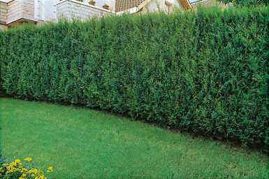 Lebensbaum Thuja occidentalis Atrovirens Hecke 60-80 Ballen