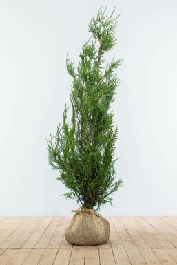 Lebensbaum / Thuja Plicata Atrovirens