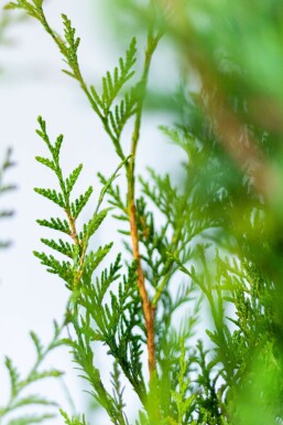Lebensbaum / Thuja Plicata Atrovirens 175-200 cm