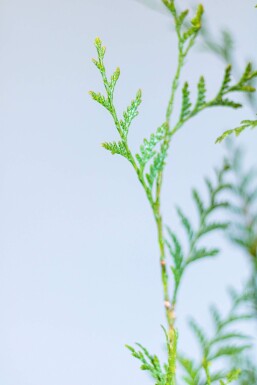 Lebensbaum / Thuja Plicata Atrovirens 175-200 cm