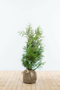 Lebensbaum Thuja occidentalis Brabant Hecke 60-80 Ballen Lebensbaum / Thuja Occidentalis Brabant 60-80 cm