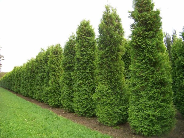 Lebensbaum Thuja occidentalis Brabant Hecke 60-80 Ballen Lebensbaum / Thuja Occidentalis Brabant 60-80 cm