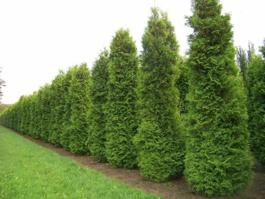 Lebensbaum Thuja occidentalis Brabant Hecke 60-80 Ballen