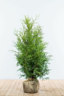 Lebensbaum Thuja occidentalis Brabant Hecke 80-100 Ballen Lebensbaum / Thuja Occidentalis Brabant 80-100 cm