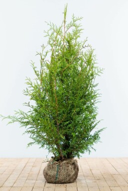 Lebensbaum Thuja occidentalis Brabant Hecke 100-120 Ballen Lebensbaum / Thuja Occidentalis Brabant 100-120 cm