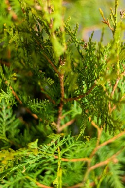Lebensbaum / Thuja Occidentalis Brabant 100-120 cm