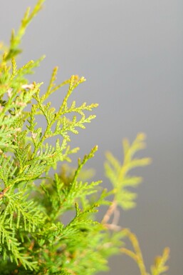 Lebensbaum / Thuja Occidentalis Brabant 100-120 cm