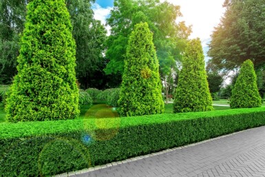 Lebensbaum / Thuja Occidentalis Brabant 100-120 cm