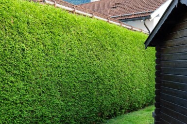 Lebensbaum / Thuja Occidentalis Brabant 100-120 cm