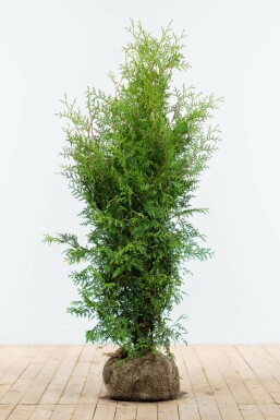 Lebensbaum Thuja occidentalis Brabant Hecke 120-140 Ballen Lebensbaum / Thuja Occidentalis Brabant 120-140 cm