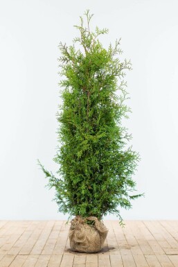Lebensbaum Thuja occidentalis Brabant Hecke 140-160 Ballen Lebensbaum / Thuja Occidentalis Brabant 140-160 cm