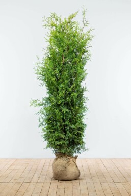 Lebensbaum Thuja occidentalis Brabant Hecke 160-180 Ballen Lebensbaum / Thuja Occidentalis Brabant 160-180 cm