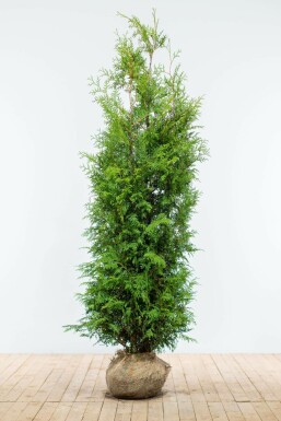 Lebensbaum Thuja occidentalis Brabant Hecke 180-200 Ballen