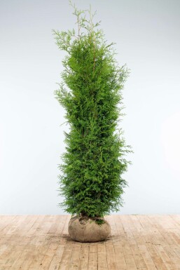 Lebensbaum Thuja occidentalis Brabant Hecke 200-225 Ballen Lebensbaum / Thuja Occidentalis Brabant 200-225 cm