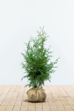 Lebensbaum Thuja occidentalis Excelsa Hecke 60-80 Ballen Lebensbaum / Thuja Plicata Excelsa 60-80 cm