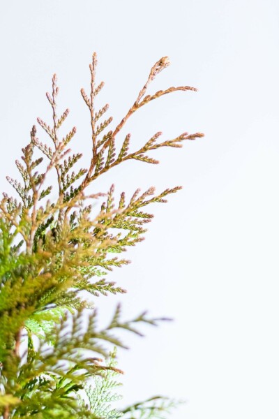 Lebensbaum Thuja occidentalis Excelsa Hecke 60-80 Ballen Lebensbaum / Thuja Plicata Excelsa 60-80 cm