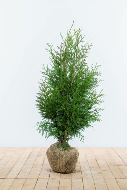 Lebensbaum Thuja occidentalis Excelsa Hecke 80-100 Ballen Lebensbaum / Thuja Plicata Excelsa 80-100 cm