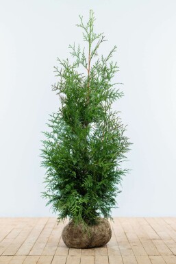 Lebensbaum Thuja occidentalis Excelsa Hecke 100-125 Ballen Lebensbaum / Thuja Plicata Excelsa 100-125 cm