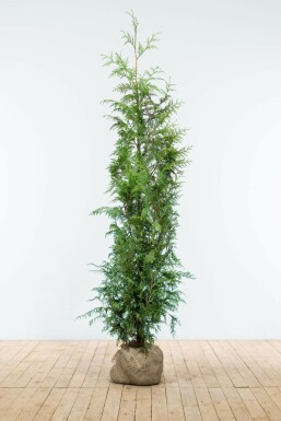 Lebensbaum Thuja occidentalis Excelsa Hecke 125-150 Ballen Lebensbaum / Thuja Plicata Excelsa 125-150 cm