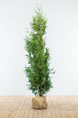 Lebensbaum Thuja occidentalis Excelsa Hecke 150-175 Ballen Lebensbaum / Thuja Plicata Excelsa 150-175 cm