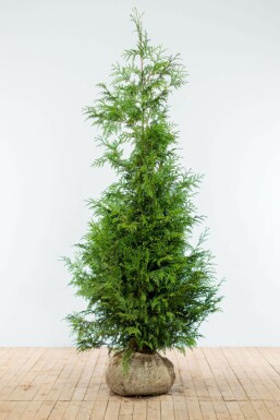 Lebensbaum Thuja occidentalis Excelsa Hecke 175-200 Ballen Lebensbaum / Thuja Plicata Excelsa 175-200 cm