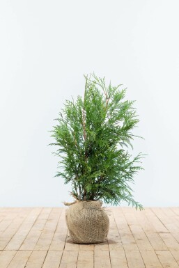 Lebensbaum Thuja occidentalis Martin Hecke 60-80 Ballen Lebensbaum / Thuja Plicata Martin 60-80 cm