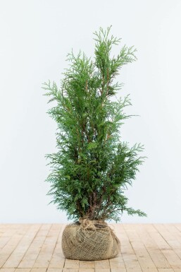 Lebensbaum / Thuja Plicata Martin