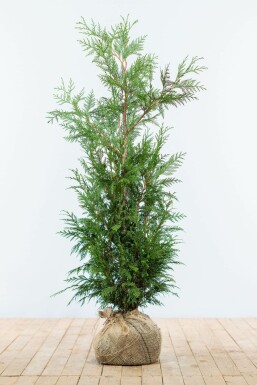 Lebensbaum Thuja occidentalis Martin Hecke 100-125 Ballen