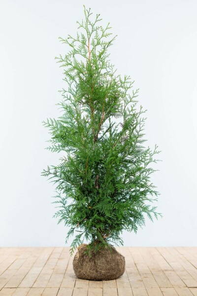 Lebensbaum / Thuja Plicata Martin 125-150 cm