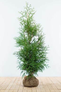 Lebensbaum / Thuja Plicata Martin