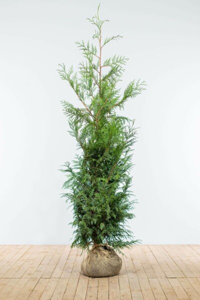 Lebensbaum / Thuja Plicata Martin 150-175 cm