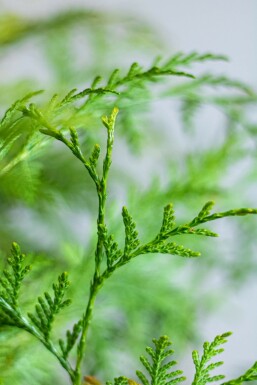 Lebensbaum / Thuja Plicata Martin 150-175 cm