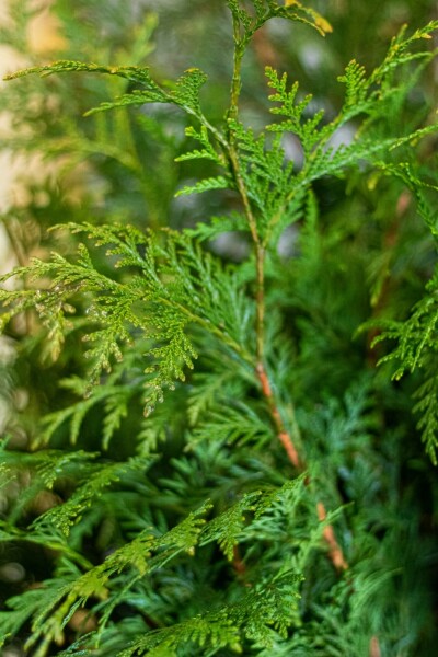Lebensbaum Thuja occidentalis Martin Hecke 175-200 Ballen Lebensbaum / Thuja Plicata Martin 175-200 cm