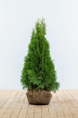 Lebensbaum Thuja occidentalis Smaragd Hecke 80-100 Ballen Lebensbaum / Thuja Occidentalis Smaragd 80-100 cm