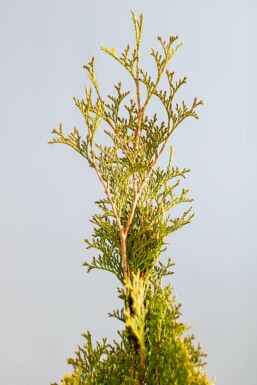 Lebensbaum Thuja occidentalis Smaragd Hecke 80-100 Ballen